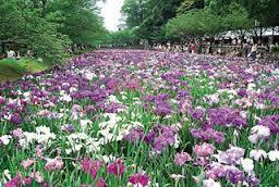 大村公園菖蒲.jpg