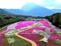 芝桜画像.jpg